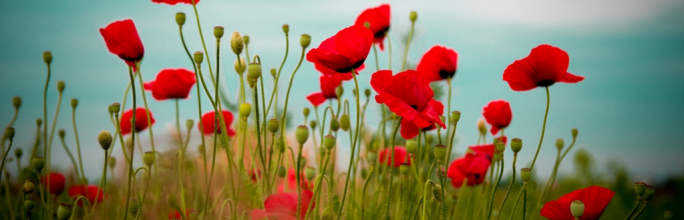 <?php the_title(); ?>