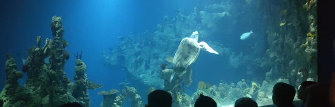 <?php the_title(); ?>